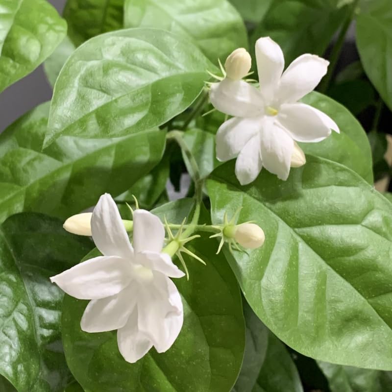White Arabian Jasmine Plant, 5-7 Inch Height in 3 Inch Pot, Fragrant White Jasmine Flowers for Planting Containers, Outdoor Garden