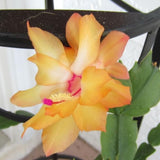 2 Live Yellow Christmas Cactus Plants, Yellow Christmas Cactus Plants Live, 4 to 6 Inch, Bare Root, Perennial Flower Holiday Succulent Plant, No Pot