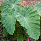 Green Colocasia Plants, 3-6" Elephant Ear Esculenta Taro Alocasia Live Plant for Outdoor Planting, Alocasia Plants Bare Root, No Pot, Live Colocasia Houseplant