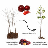 2 Wild Plum Trees Live Plants 2 to 3 Feet Height, Plum Plant Live for Planting Outdoors, Dark Red Plum Tree Plant, Bareroots Dormant