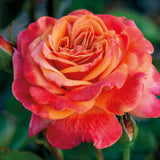 Rose Bush Live Plant, Fragrant Rose Plant Live for Planting, 5-10 Inch Tall, Ornamental Flowers Indoor Outdoor (Red Orange Rose)