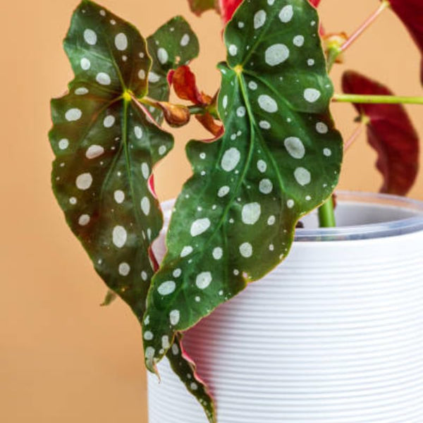 Combo 3 Polka Dot Begonia Angel Wing Plants Live, Begonia Maculata Live Plant, Begonias Live Plants Outdoor, 4 to 8 Inc Tall