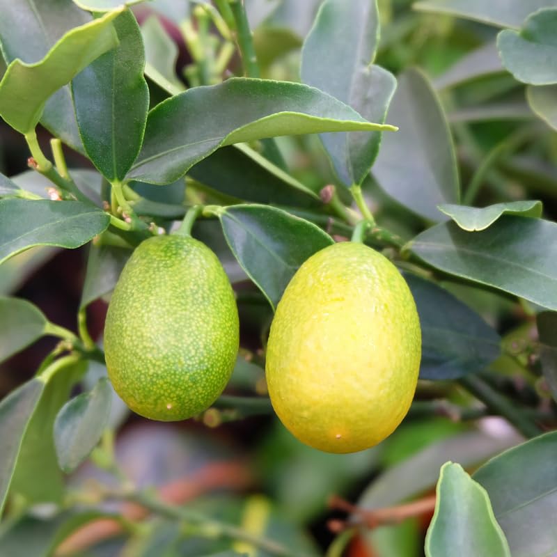 Sweet Kumquat Tree, Grafted 2 Ft Tall, Citrus Kumquat Plant in Pot
