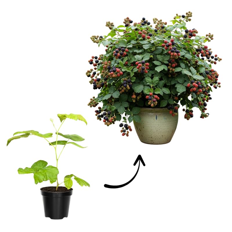 Set 2 Thornless BlackBerry Bushes Live Plants, Edible Blackberries Fruit Tree, 4-8 Inch, Outdoor and Container Growing - Triple Crown