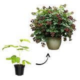 Set 2 Thornless BlackBerry Bushes Live Plants, Edible Blackberries Fruit Tree, 4-8 Inch, Outdoor and Container Growing - Triple Crown