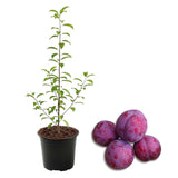 3 Year Old Santa Rosa Plum Tree Plant Live for Spring Planting, 2-3 Feet in Height, Sweet Plum Trees for Planting