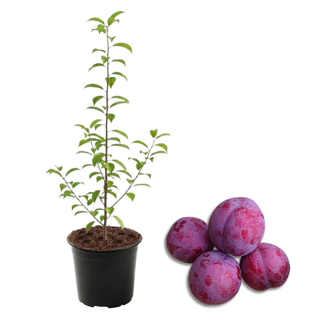 3 Year Old Santa Rosa Plum Tree Plant Live for Spring Planting, 2-3 Feet in Height, Sweet Plum Trees for Planting