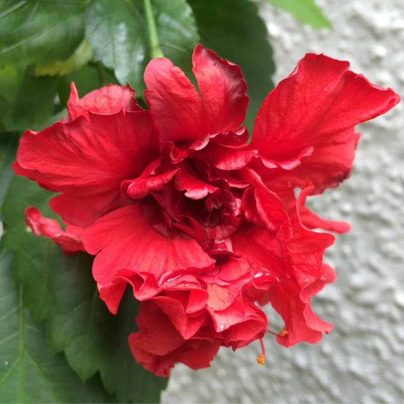Red Rose of Sharon Plant in Quart Pot, Hardy Hibiscus Flowering Shrub, Vibrant Outdoor Althea Plants, Fast-Growing Perennial