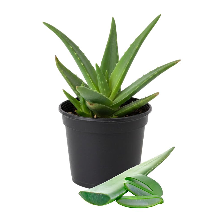 Aloe Vera Plant, Aloe Vera Small Live Plant, Succulent Houseplants 4 Inches Pot for Growing