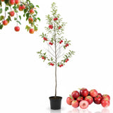 2 Dolgo Crabapple Plants Live, Crabapple Trees Live Plants for Planting 1.5 to 2 Feet Height, White Flowering Crabapple Live Plant