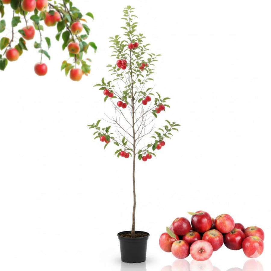 2 Dolgo Crabapple Plants Live, Crabapple Trees Live Plants for Planting 1.5 to 2 Feet Height, White Flowering Crabapple Live Plant