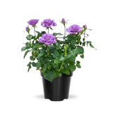 Mini Rose Bush, Miniature Rose Flowers in 3'' Pot, Compact Flowering Rose for Indoor Outdoor Gardens and Containers