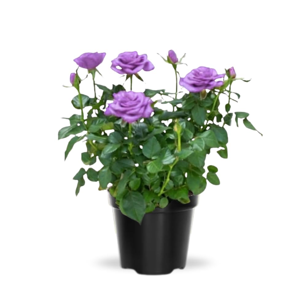 Mini Rose Bush, Miniature Rose Flowers in 3'' Pot, Compact Flowering Rose for Indoor Outdoor Gardens and Containers