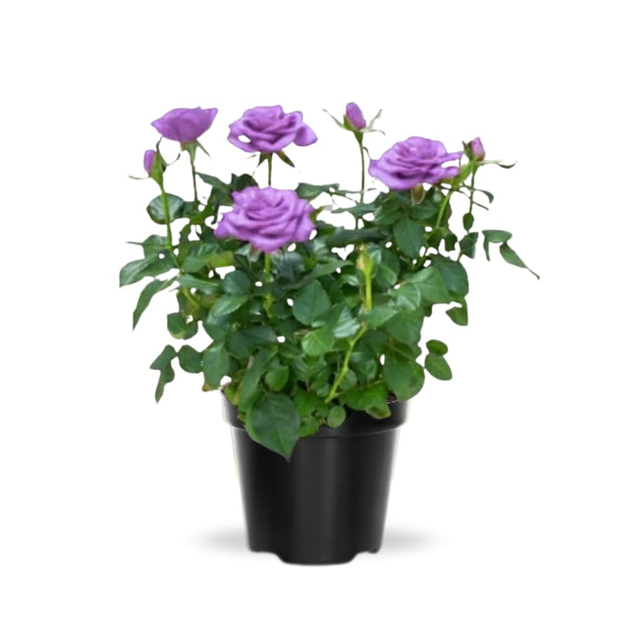 Mini Rose Bush, Miniature Rose Flowers in 3'' Pot, Compact Flowering Rose for Indoor Outdoor Gardens and Containers