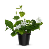 Arabian Jasmine Flower Plant Indoor, Maid of Orleans Jasmine Plant Live from 8 to 10 Inc, 4 Inc Pot