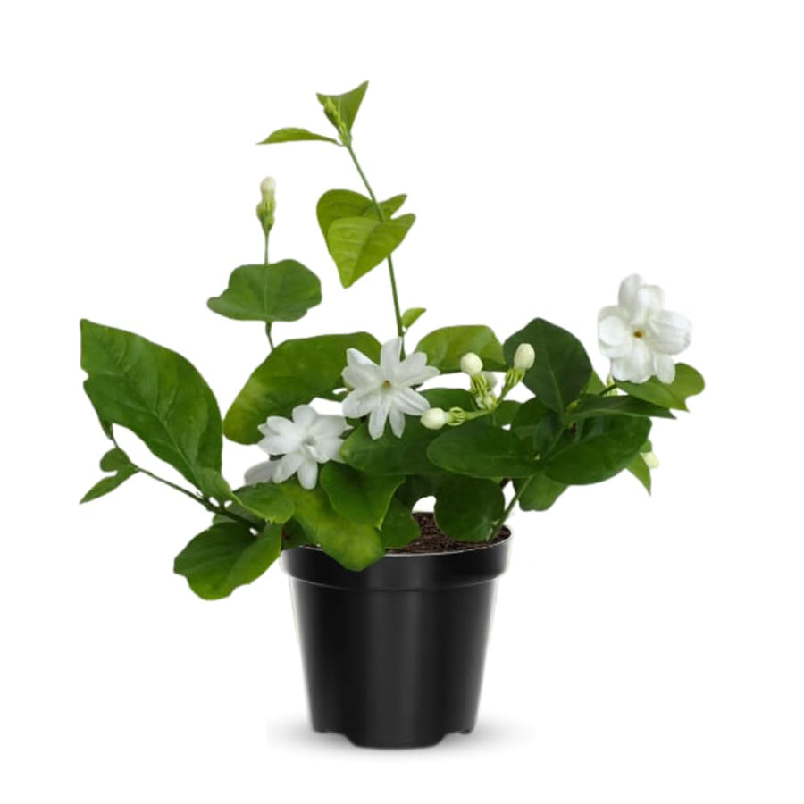 Arabian Jasmine Flower Plant Indoor, Maid of Orleans Jasmine Plant Live from 8 to 10 Inc, 4 Inc Pot