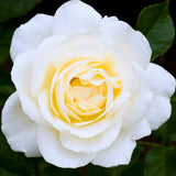 Rose Plant Live, Rose Bush Live Plant for Planting Your Garden, 5-9" Height Well-Rooted, Fragrant Flowers Vibrant Blooms (White Rose)