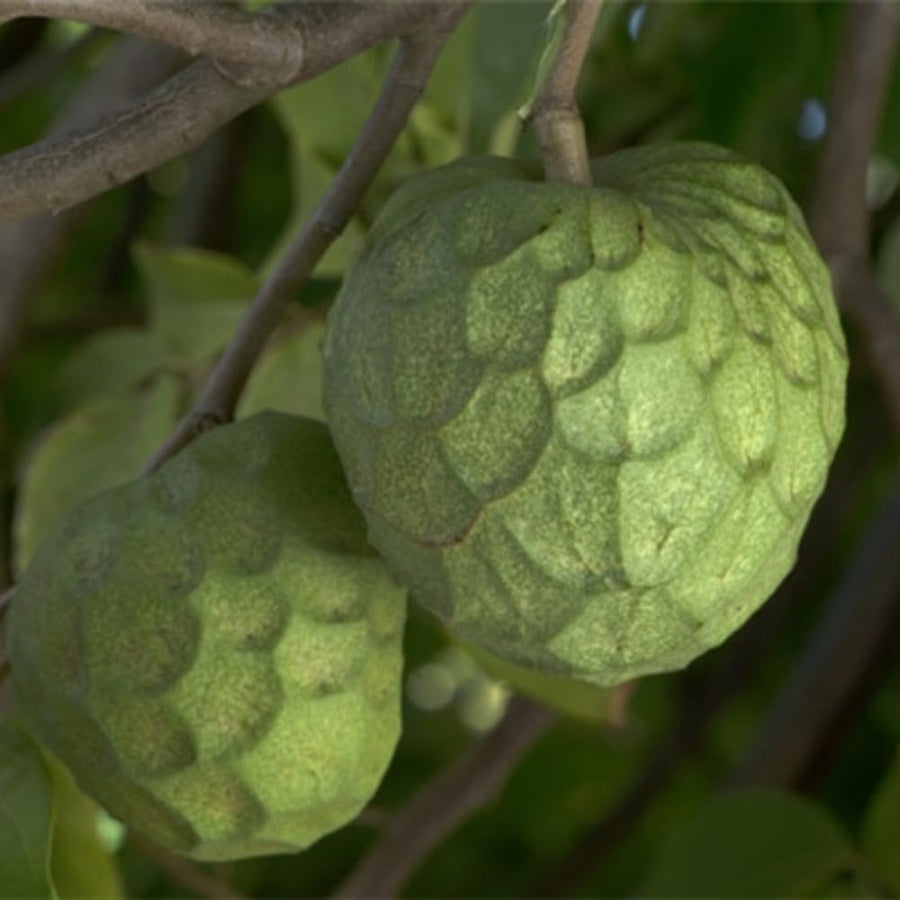 Cherimoya Tree Live Plant, Large Cherimoya Plant for Outdoor Planting, Sweet Fruit Tree, Ready to Bear Fruit, 4-6 Inches Tall