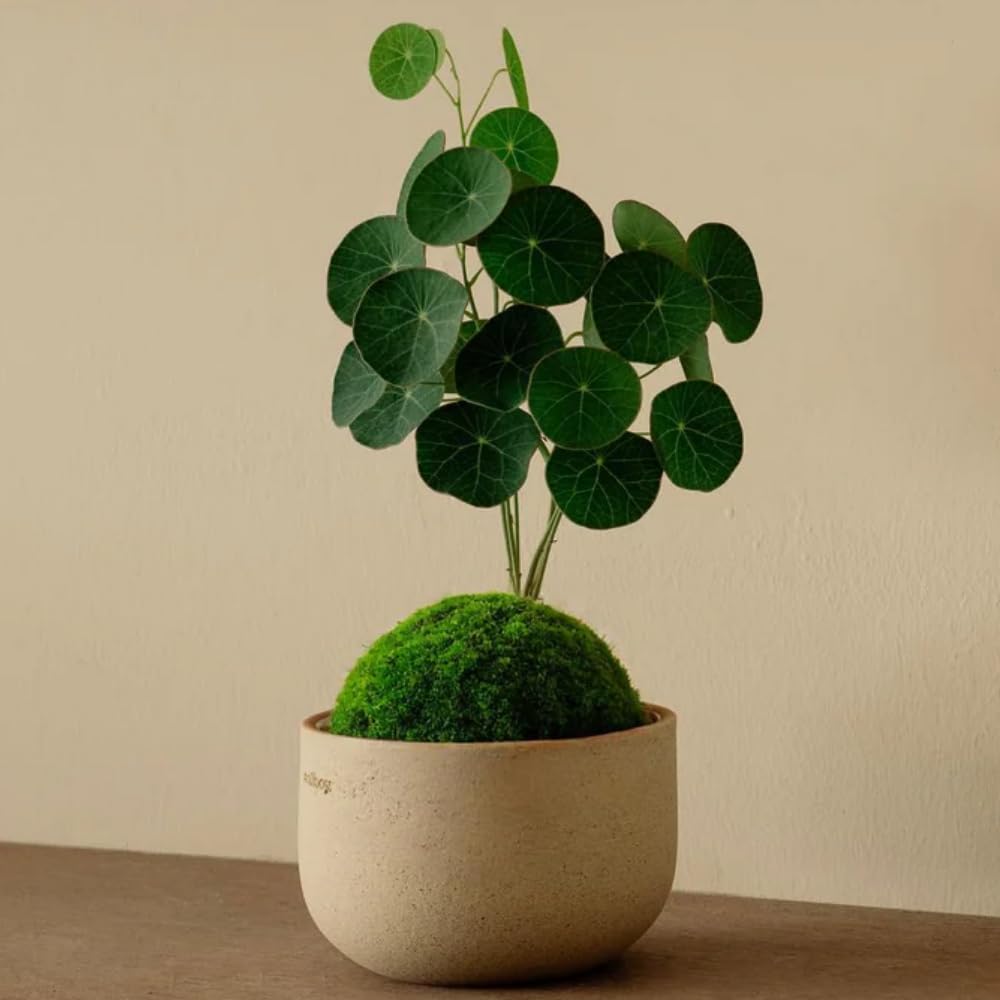 2.5"-3" Already Sprouts Stephania Cephalantha Plant Bulb, Medium Size Caudex, Rare Succulent with No Hair Roots, Home Decor, Houseplant, Cold Hardy