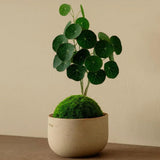 2.5"-3" Already Sprouts Stephania Cephalantha Plant Bulb, Medium Size Caudex, Rare Succulent with No Hair Roots, Home Decor, Houseplant, Cold Hardy