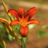 3 Red Orange Daylily Bulbs for Planting, Reblooming Daylilies Roots, Hardy Perennial Flowers Bulbs, Gardens and Borders Planting