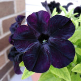 Black Petunia Plants Live, Annual Petunia Flowering Plants 3-5 Inch, Indoor Outdoor Growing