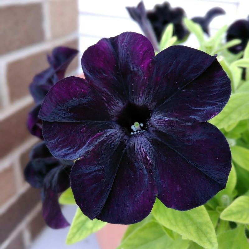 Black Petunia Plants Live, Annual Petunia Flowering Plants 3-5 Inch, Indoor Outdoor Growing