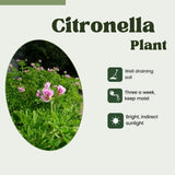 Set 2 Citronella Plants Live for Planting, Fragrant Geranium Citronella Herbs Plants, Ready to Plant Outdoor 4-9 Inch