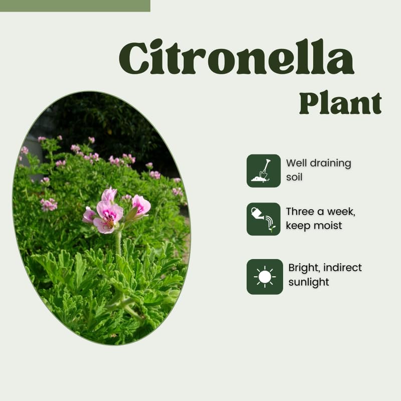 Set 2 Citronella Plants Live for Planting, Fragrant Geranium Citronella Herbs Plants, Ready to Plant Outdoor 4-9 Inch