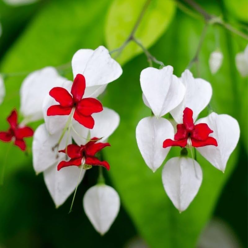 2 Bleeding Heart Vine 5 to 9 Inch Tall, Clerodendrum Bleeding Heart Plants Live Well Rooted, Ornamental Flowers (Mixed Bleeding Heart)