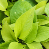 2 Pothos Live Plants, Live Pothos Plant, 3 to 5 Inc Tall, Indoor House Plants Outdoor (Green)