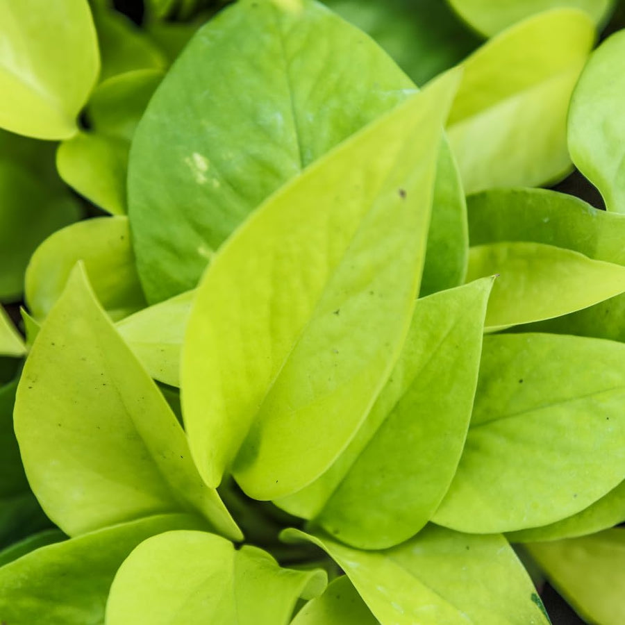 2 Pothos Live Plants, Live Pothos Plant, 3 to 5 Inc Tall, Indoor House Plants Outdoor (Green)