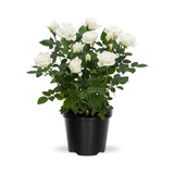 Miniature Rose Plant, Live 3” Potted Rose, Compact, Colorful Flowering Rose Bush for Indoor Outdoor Gardens (White)