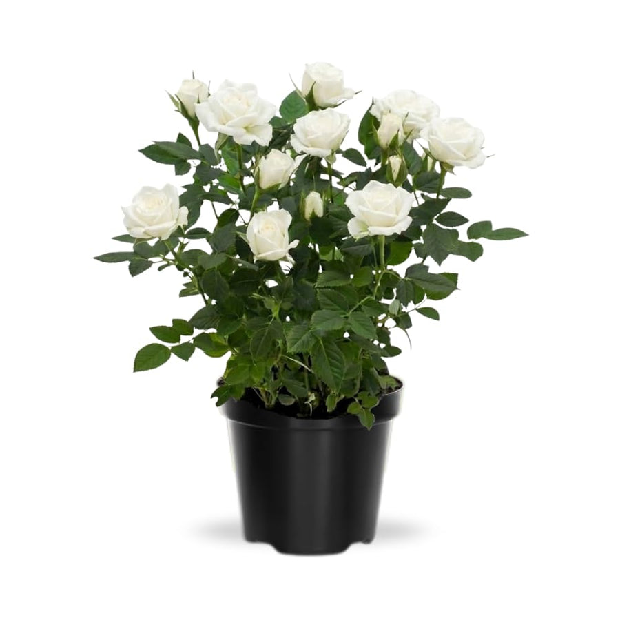 Miniature Rose Plant, Live 3” Potted Rose, Compact, Colorful Flowering Rose Bush for Indoor Outdoor Gardens (White)