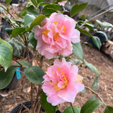 Live Pink Camellia Plant in 4" Pot, Camellia Japonica 1 Year Old Seedling Outdoor Growing