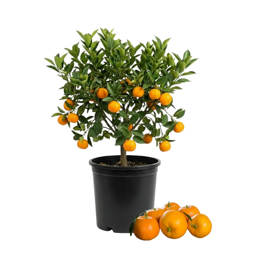 Calamondin Tree Live Plant, Calamansi Plant, 3 to 4 feet Tall, Calamondin Calamansi Trees Live Plants for Indoor Outdoor Planting