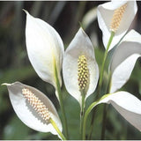 Set 4 Variegated Peace Lily Plants Indoor Live Plant, White Lily Flower Plant Live for Houseplant, 4 to 8 Inc Lily Plant for Indoor Outdoor Planting