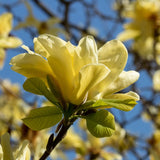 2 Magnolia Trees Live Plants, Fragrant Magnolia Plant Live for Planting Outdoor 6-12 Inch Height, in Pot, Beautiful Magnolia Flowers Tree (Yellow Bird Magnolia)