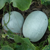 100 Giant Wax Gourd Seeds, Ash Gourd, Winter Melon Heirloom Seed for Planting, Large Vegetable Vine Seeds