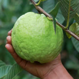 White Guava Tree Live, 8-10" Tall Tropical Fruit Tree, Sweet Guava Plant for Outdoor or Indoor Planting