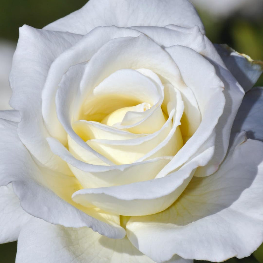 Bright White Climbing Rose Live Plant, Fragrant Rose Bush Ready to Plants, Zone 5 to 9, Size 5 to 7 Inches and Bare Root