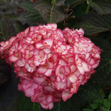 Double White Pink Hydrangea Plant, 5 to 7 Inch Tall Hydrangea Plants Live, Without Pot, Change Color Flowers Hydrangeas Bush Plant Outdoor Shade Garden, Colorful Flowers