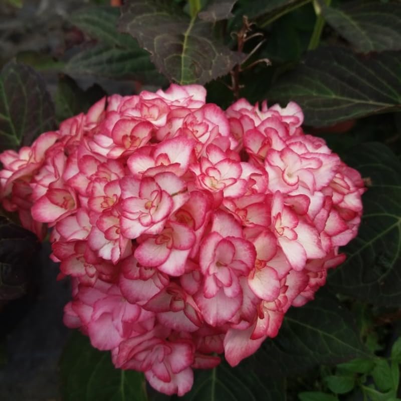 Double White Pink Hydrangea Plant, 5 to 7 Inch Tall Hydrangea Plants Live, Without Pot, Change Color Flowers Hydrangeas Bush Plant Outdoor Shade Garden, Colorful Flowers