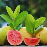 9-15" Pink Guava Plant Live Tree, Cold Hardy Live Guava Trees for Planting, Sweet Guava Tree Live Plant, No Pot