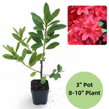Red Azalea Plant in 4 Inch Pot, 8-10 Inch Tall, Azalea Bush Rhododendron Like Flowering Shrub with Vibrant Spring Blooms for Garden and Containers