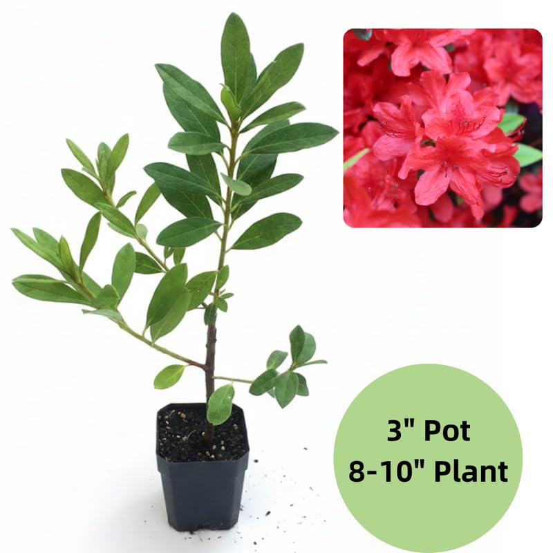 Red Azalea Plant in 4 Inch Pot, 8-10 Inch Tall, Azalea Bush Rhododendron Like Flowering Shrub with Vibrant Spring Blooms for Garden and Containers