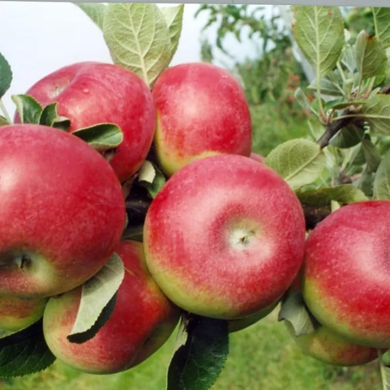 2-3 Ft Apple Tree Live Plant Bare Root, Live Apple Plant, Cold Hardy Fruit Plants for Home Garden Planting Spring (River)