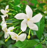 Live Crepe Jasmine Plant in Half Gallon Pot, Fragrant White Jasmine Flowers Bush, 8-14'' Tall, Garden and Container Planting