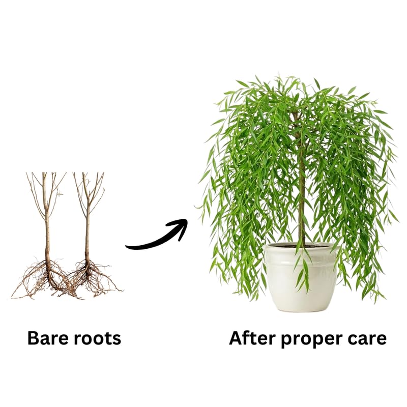 2 Weeping Willow Trees 2–3 Ft Bare Root, Fast Growing Shade Trees for Yard, Garden or Landscape
