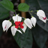 2 Clerodendrum Plants Live 5-9 Inc Tall - Great for Beautifying Indoor and Outdoor Spaces - Trailing Light Bulb Flowering Vine (White Bleeding Heart)